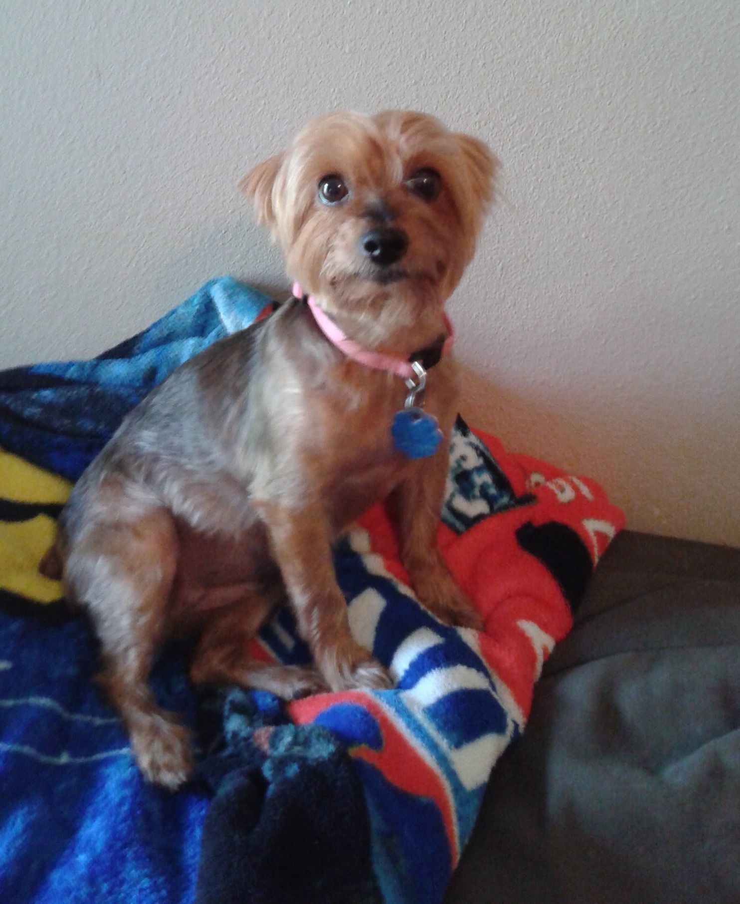 Meha the terrier