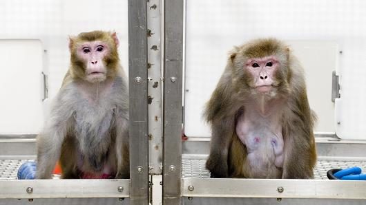 rhesus monkeys