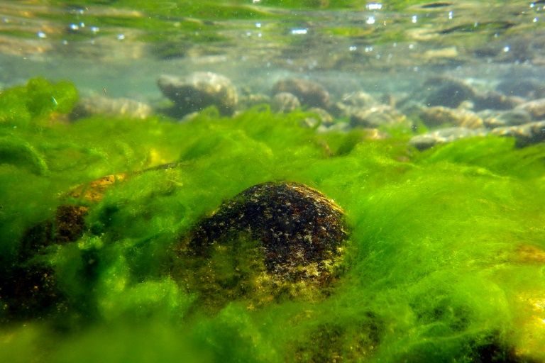 Lake Baikal algae