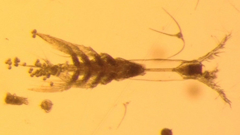 plankton