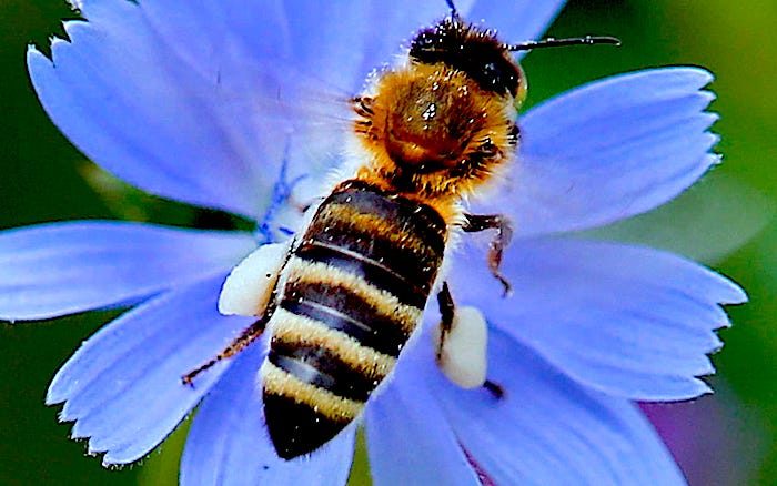 bee cornflower