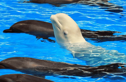 dolphins