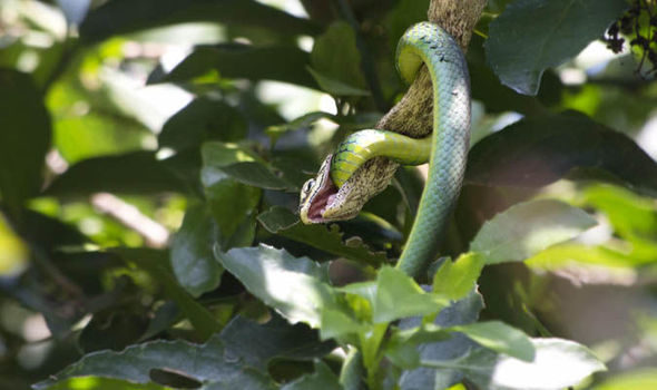 Shocking sight as deadly poisonous vine snake eats green snake alive