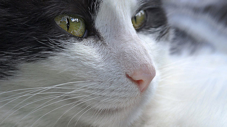 Cat rescue
