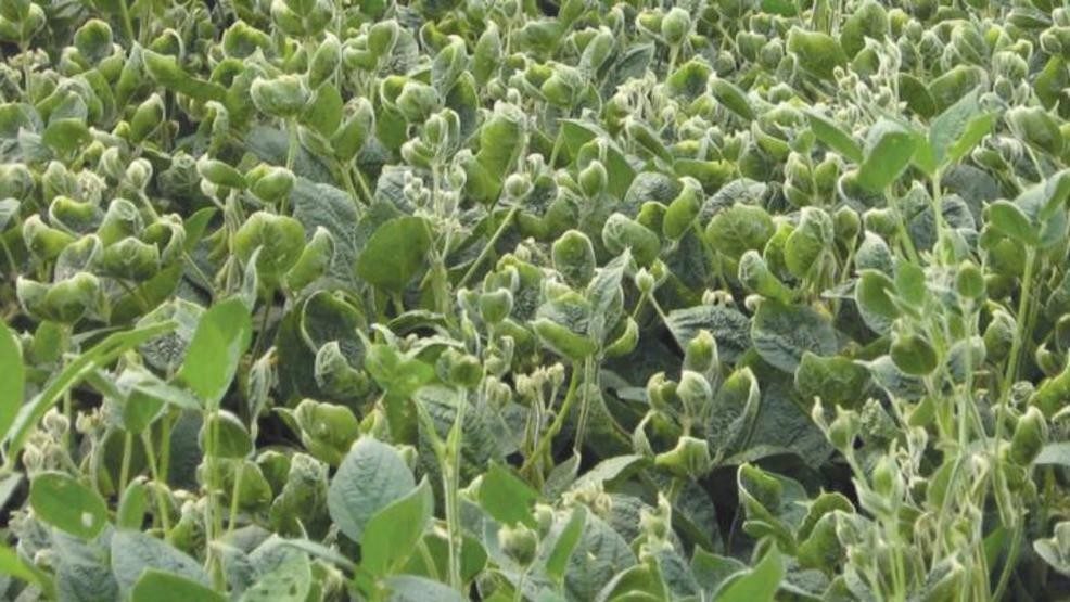 Click to enlarge dicamba