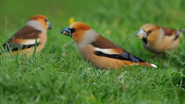 Hawfinches