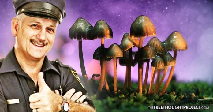 Click to enlarge magic mushrooms