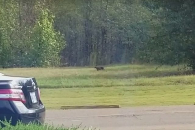 Big cat in MS