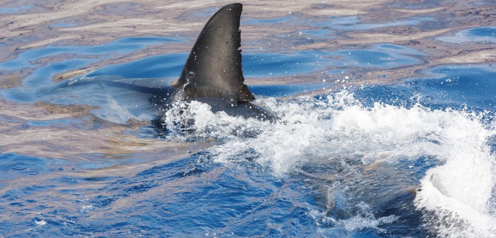 shark
