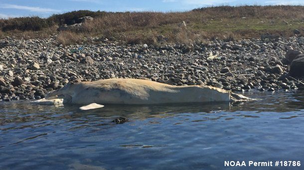 The carcass of a North Atlantic right whale has been found on the coast of Nashawena Island