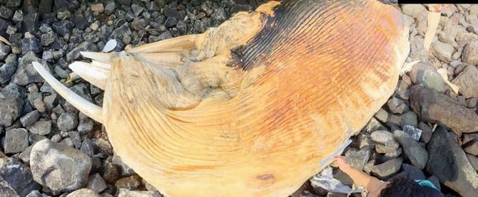 The whale's head washed ashore at Colaba pumping station, and the tail was found 500 m away, near Afghan church