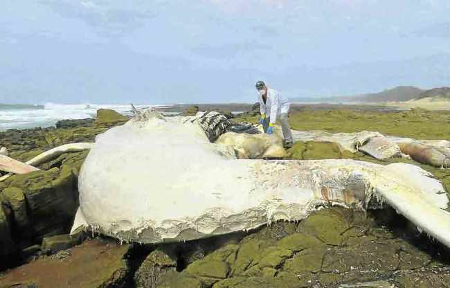 East London Museum principal scientist Kevin Cole examines an adult male humpback carcass that washed up west of Chintsa West on Sunday evening.