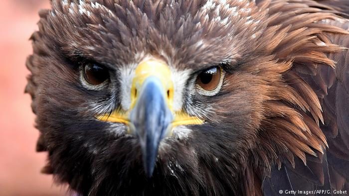 bird of prey