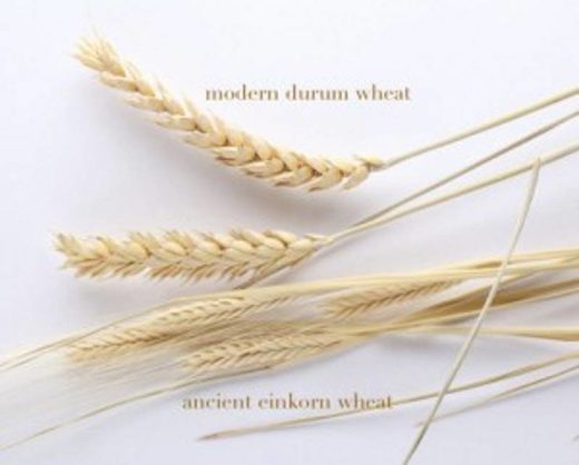 einkorn wheat duram wheat