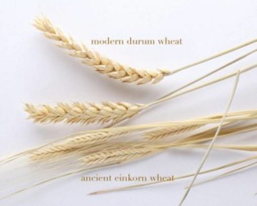 Click to enlarge einkorn wheat duram wheat