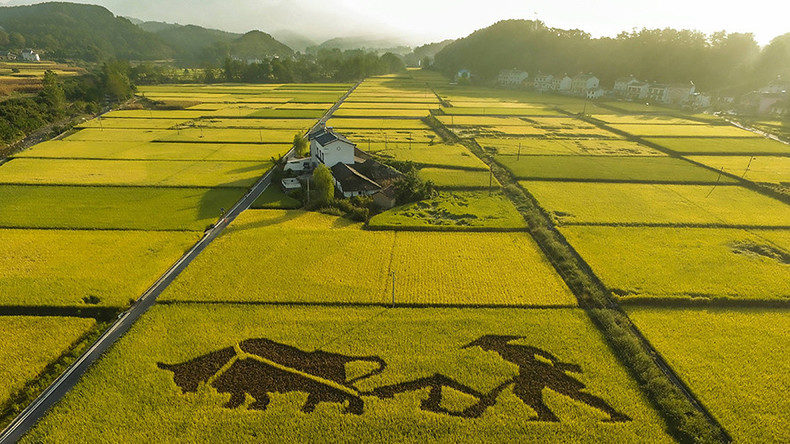 rice field