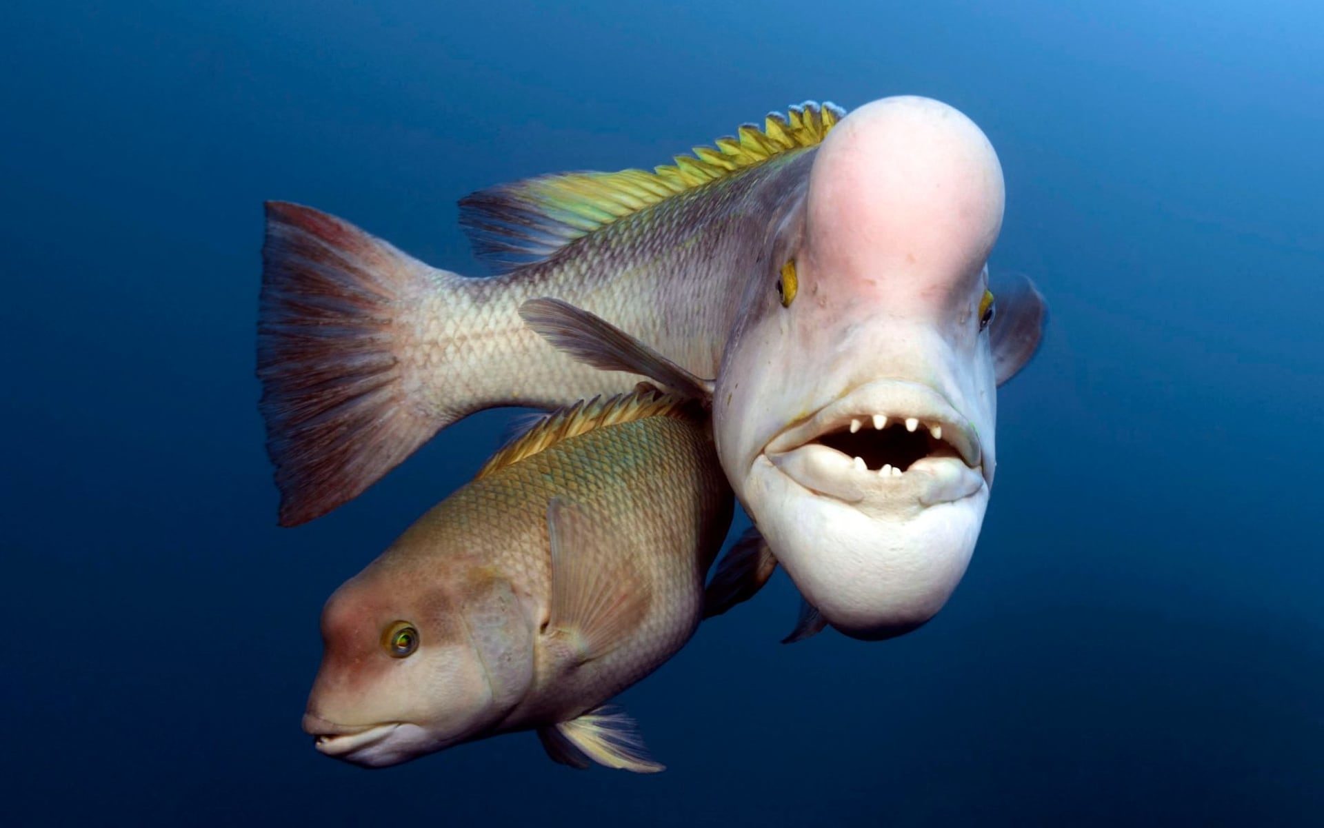 Asian Sheepshead Wrasse