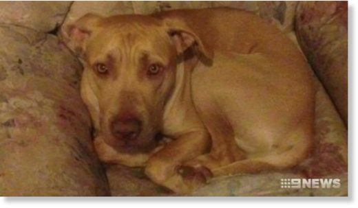 Tania Klemke’s dog Simba killer her in a vicious attack on Wednesday morning.