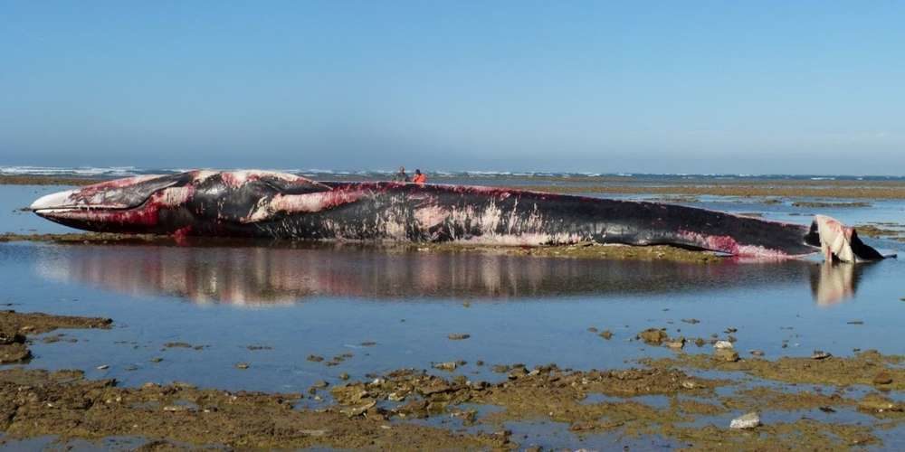 This fin whale was found stranded on a beach of the Ile-de-Ré, on October 25, 2017