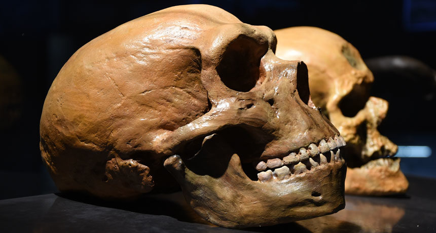neandertal