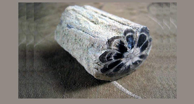 Click to enlarge petrified wood