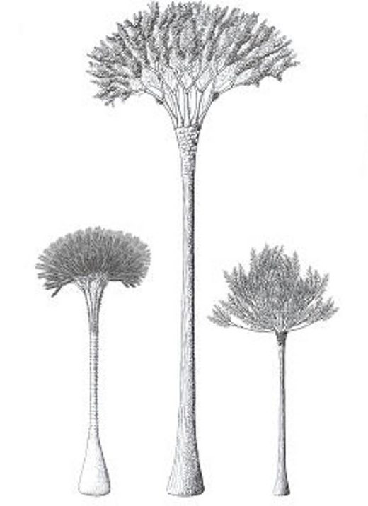 Click to enlarge cladoxylopsid Eospermatopteris