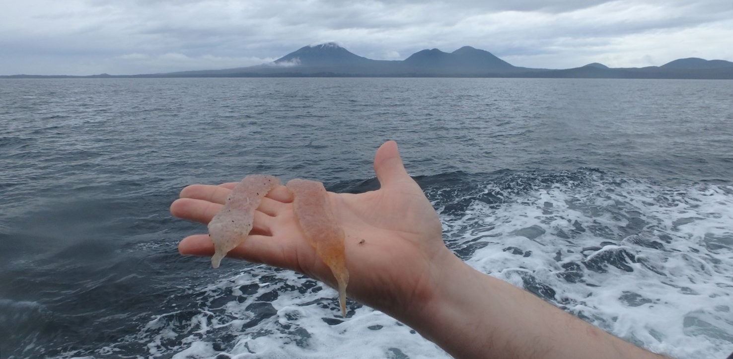 pyrosomes