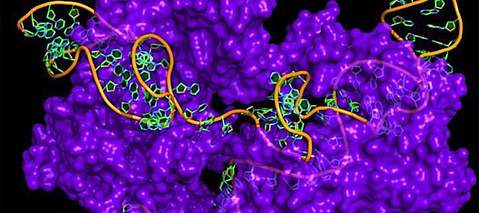 Click to enlarge Cas9 structure