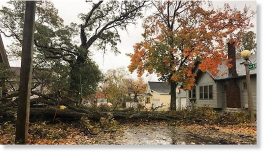 A tree is downed during a high wind event in Marquette, Michigan, on Oct. 24, 2017