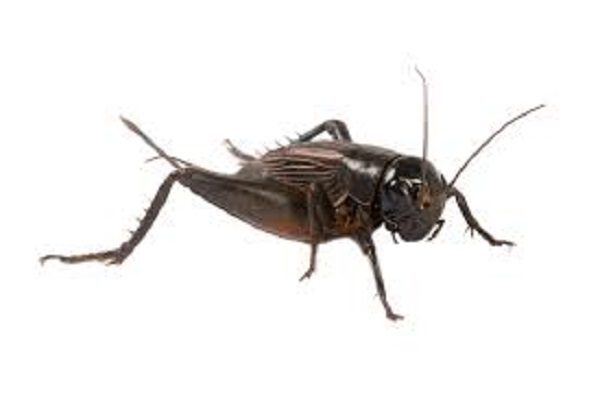 Click to enlarge Cricket