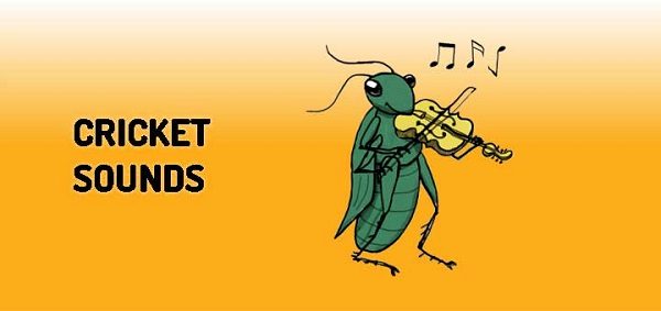 Click to enlarge Cricket