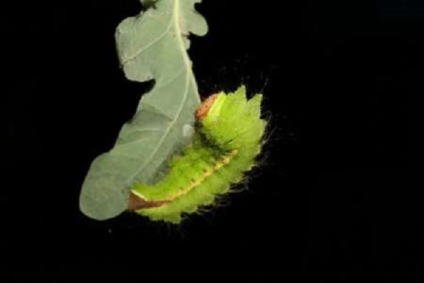 silkworm