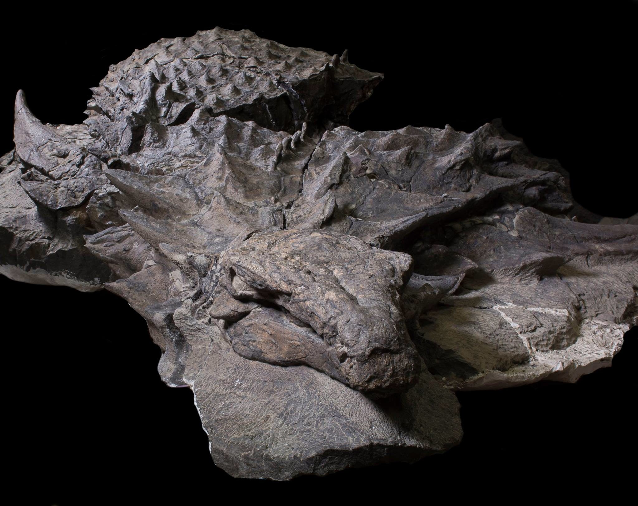 nodosaur mummy