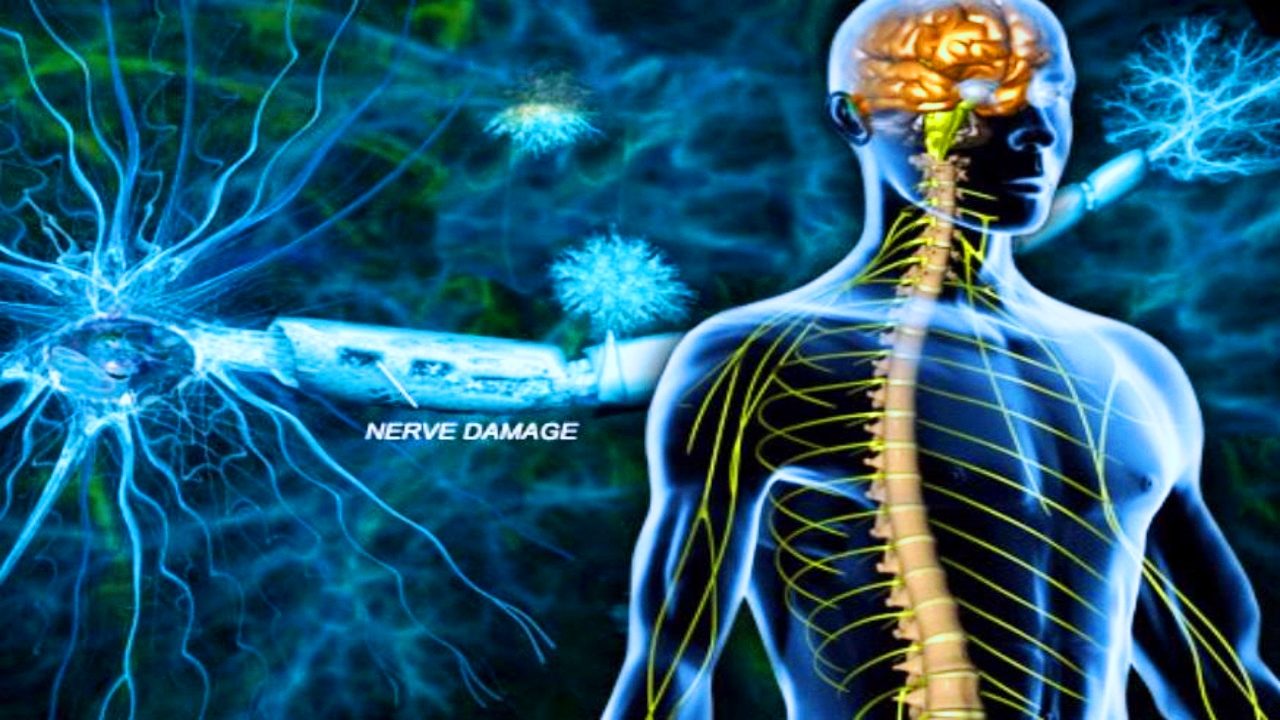 nerve regeneration
