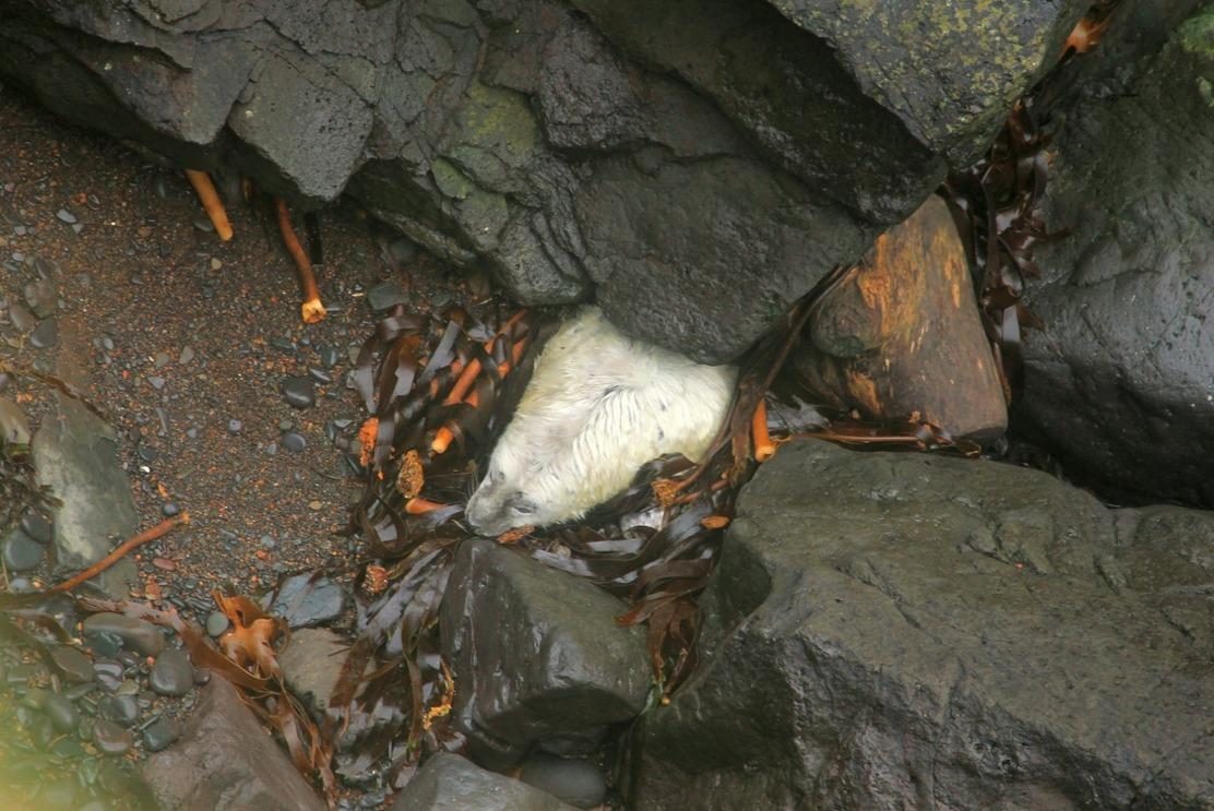 A seal pup crushed by storms