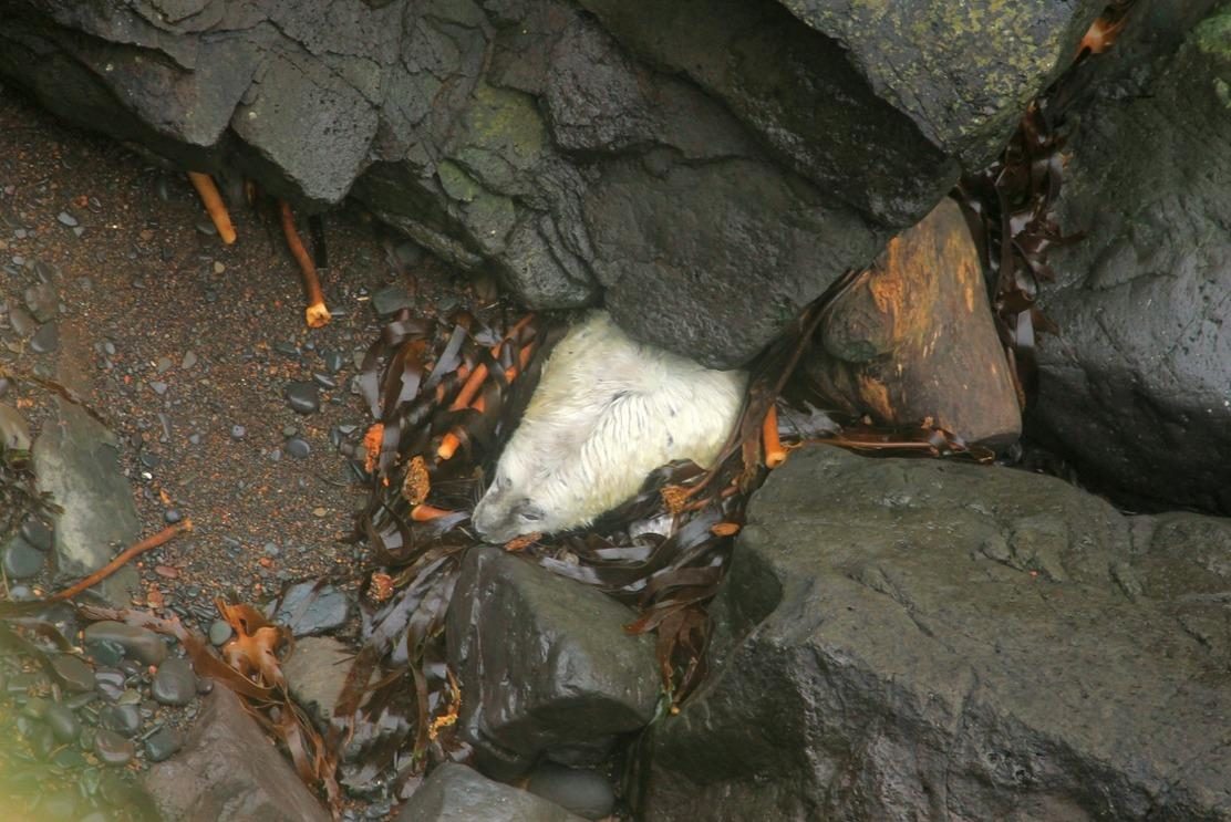Click to enlarge A seal pup crushed by storms