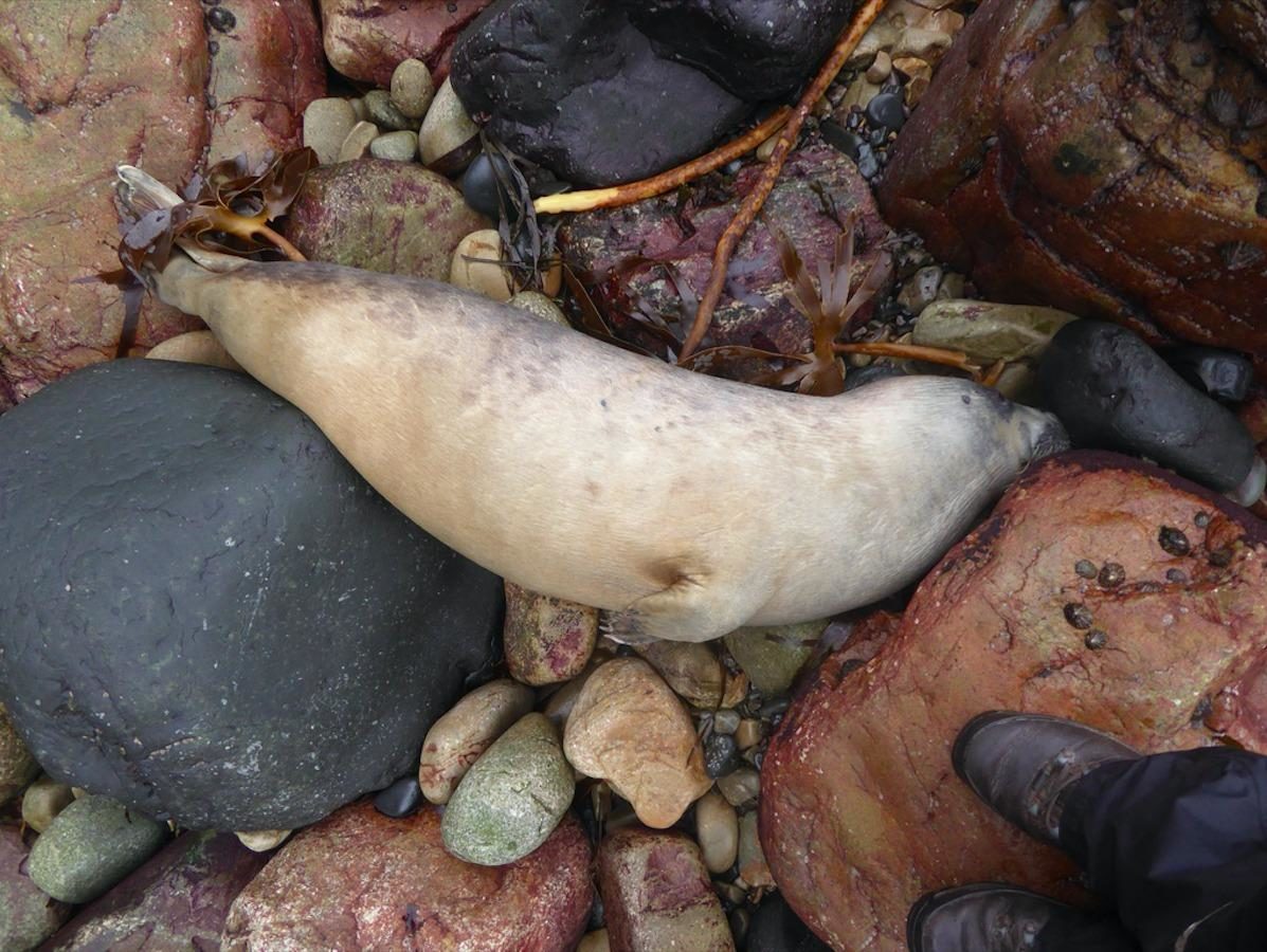 A dead immature grey seal.