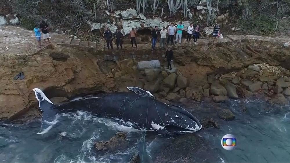 Body of humpback whale