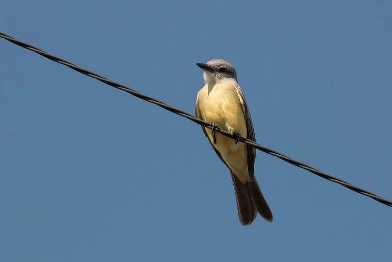 The Tropical Kingbird at Chebogue Point, photographed by Ervin Olsen on Oct. 24, represents the first fully confirmed record of the species for Nova Scotia.