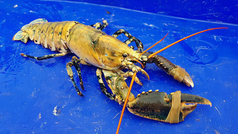 Click to enlarge Rare lobster