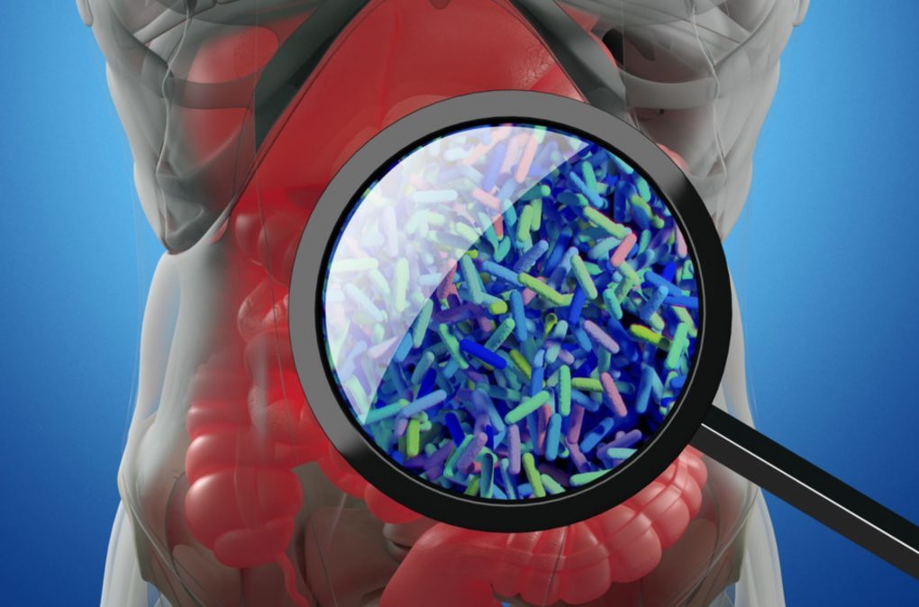 gut bacteria