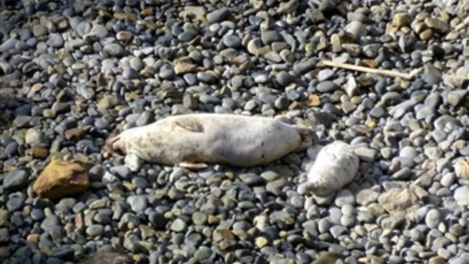 image shows a surviving mother who remained behind to look after her baby. Credit: RSPB