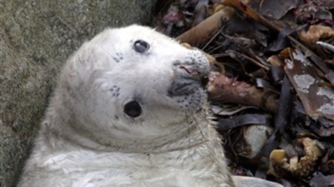 This picture shows one of the few surviving seal pups on the island.
