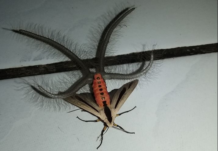 Creatonotos gangis moth,