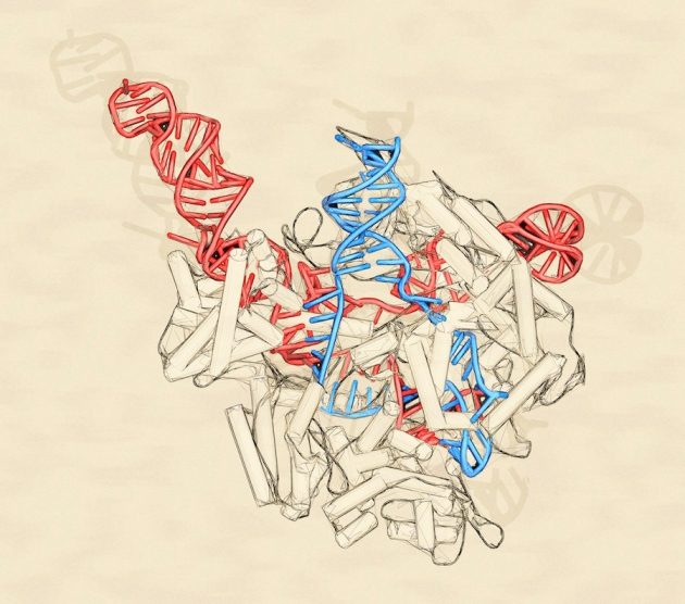 CRISPR gene-editing