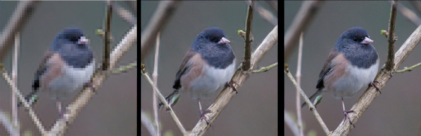 AI superresolution bird