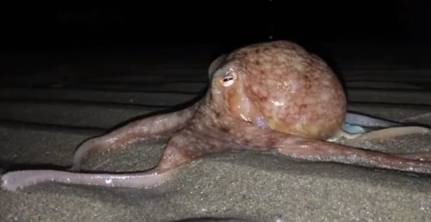 Octopus