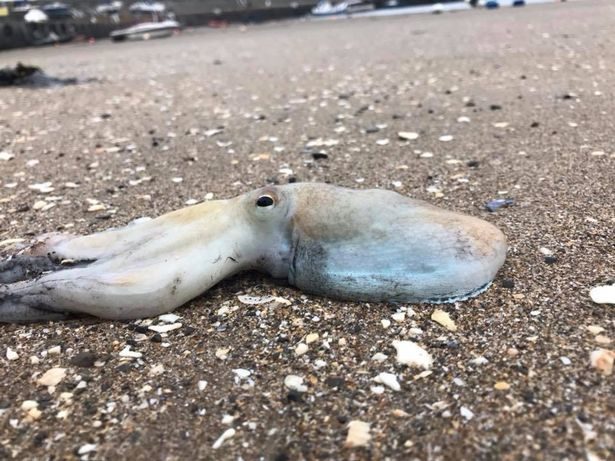 Octopus