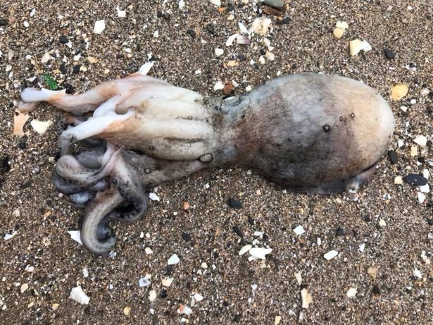 Dead octopus have also been found on the beach