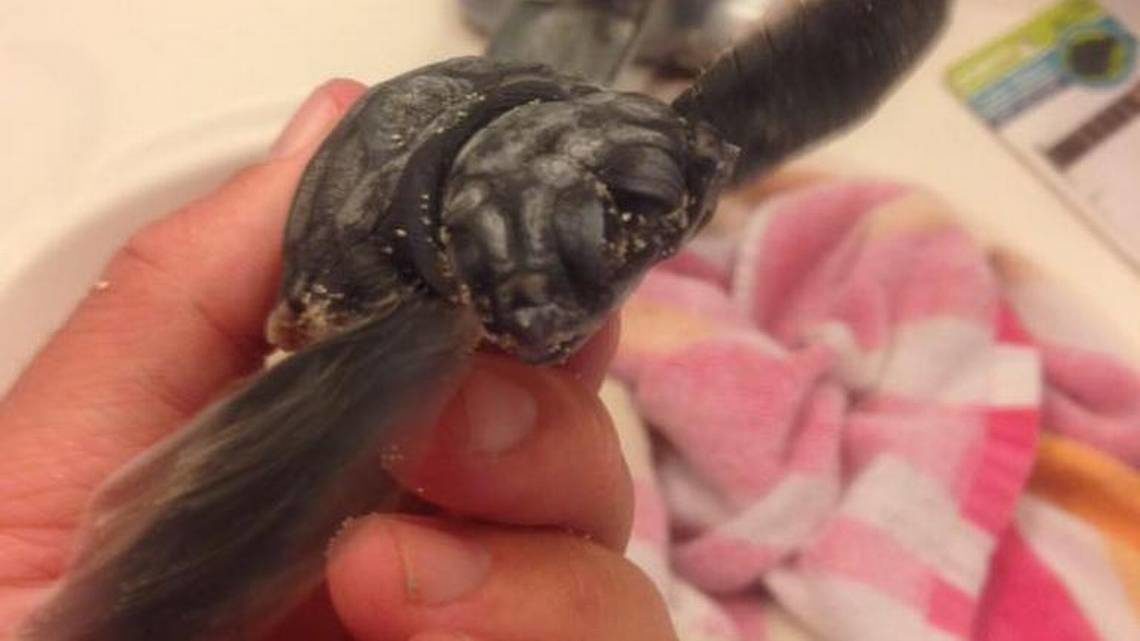 Two double-headed sea turtle hatchlings were found in the Cayman Islands last week.